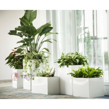 專注室內(nèi)綠植服務(wù)8年，綠植租賃，免費(fèi)養(yǎng)護(hù)，一站式商務(wù)空間